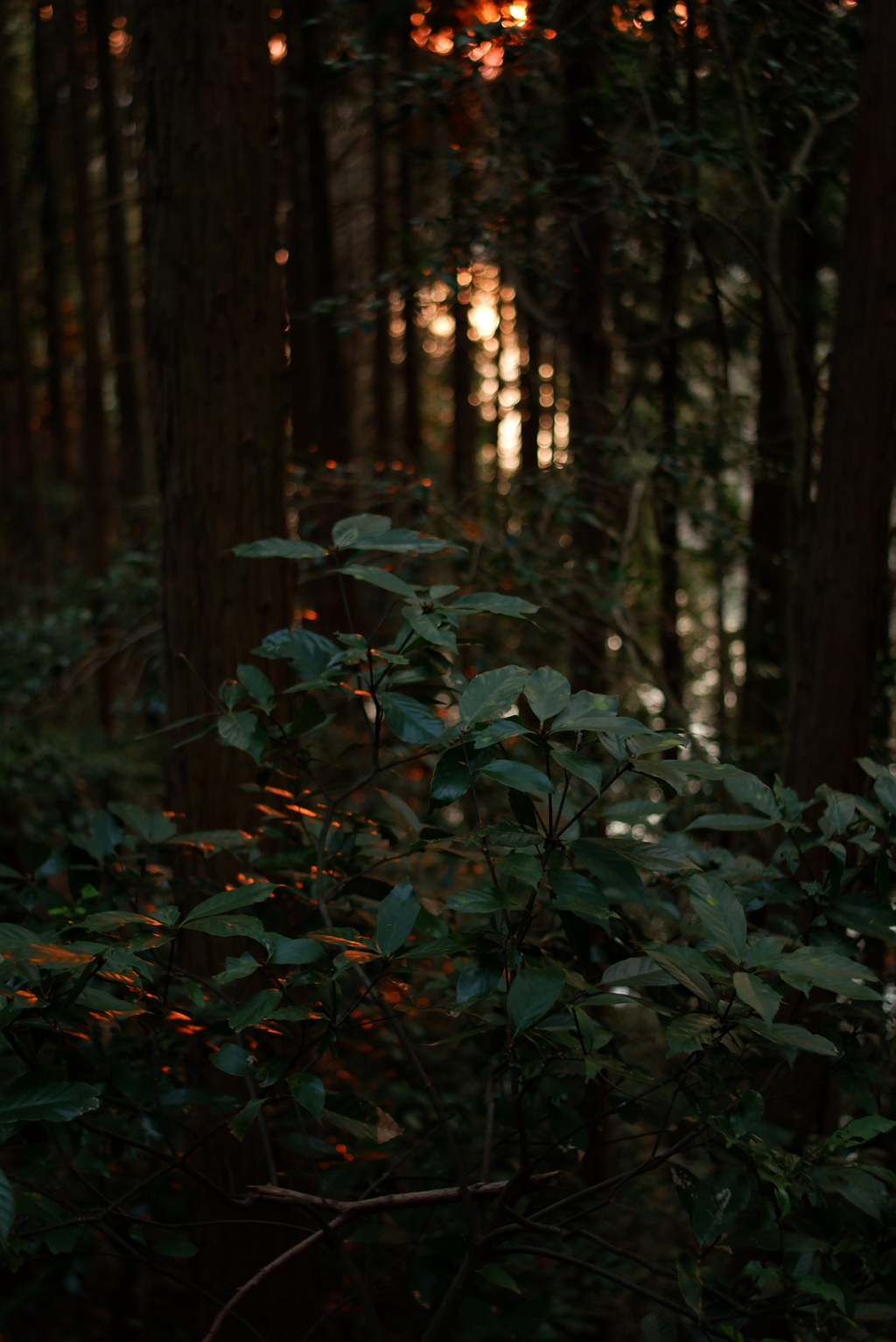 夕暮れ