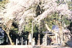 川俣神社２