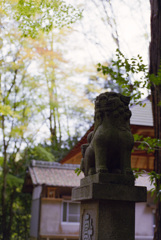 天満神社　狛犬