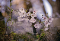 古い鬼瓦と桜