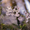 古い鬼瓦と桜