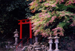 鳥居ともみじ