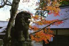 春日神社　狛犬
