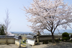  伊賀市　地福寺の桜