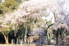 川俣神社　しだれ桜