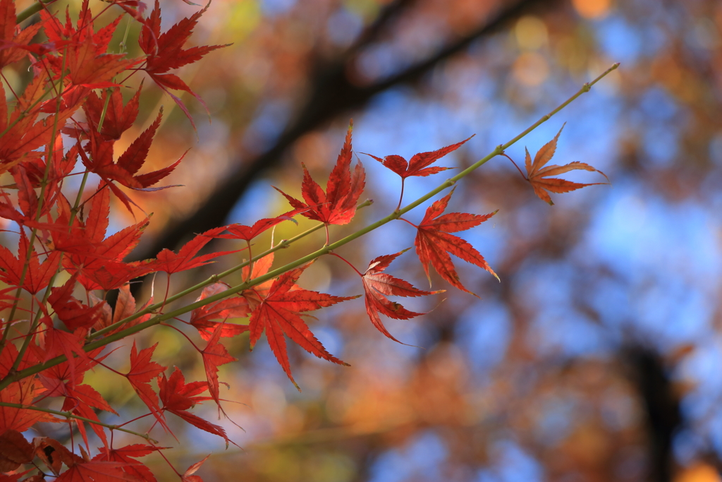 紅葉