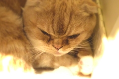 ブサ