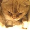 ブサ