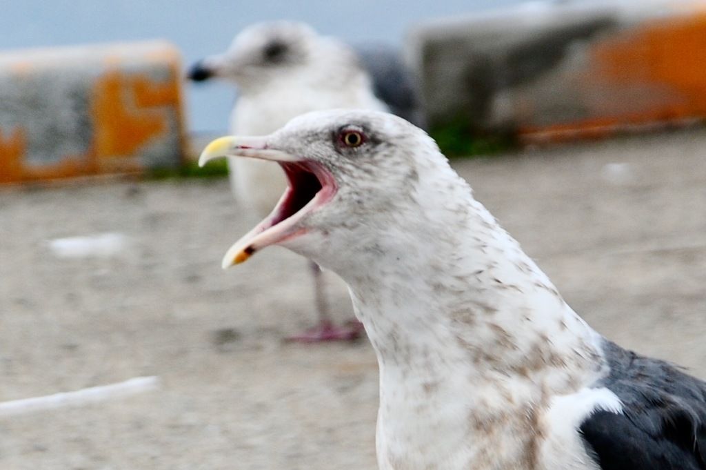 ウミネコ