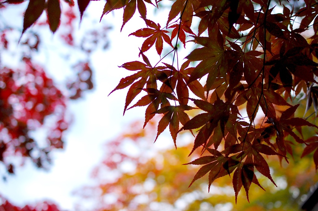 紅葉