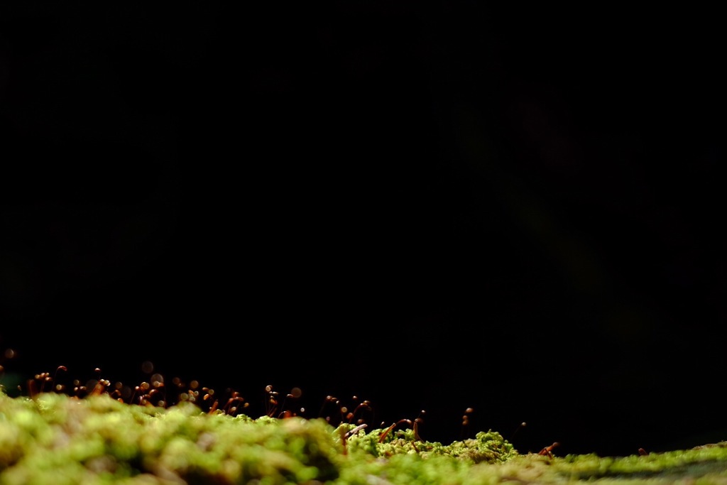 苔の森