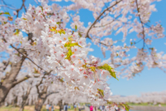 可憐な そのに。