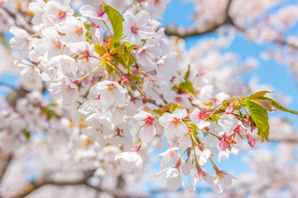 可憐な そのいち。
