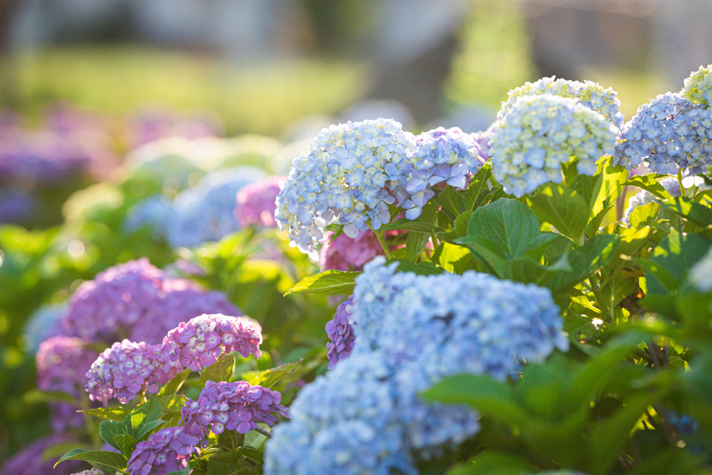 紫陽花 そのに。