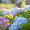紫陽花 そのに。
