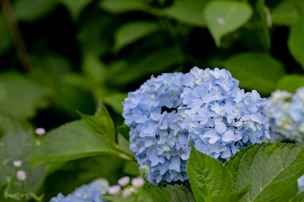 紫陽花。