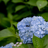 紫陽花。