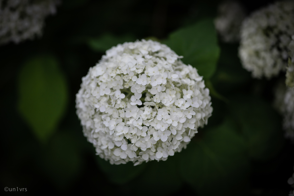 白い紫陽花 いち。