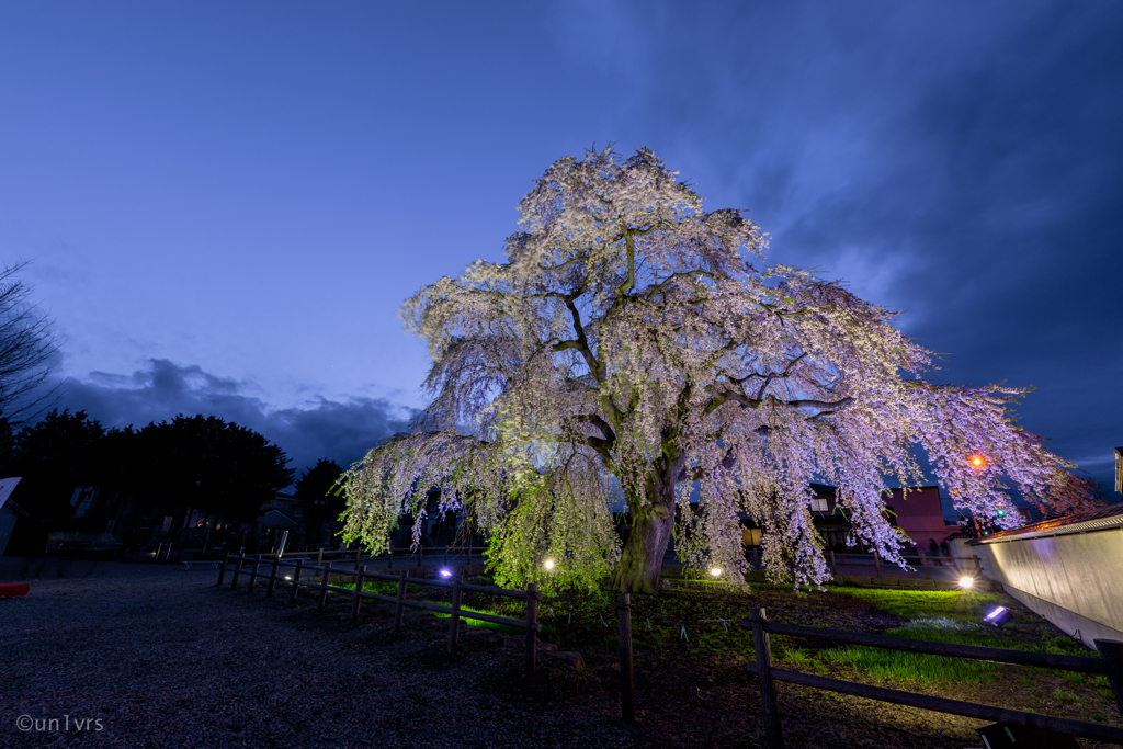 しだれ桜 そのに。