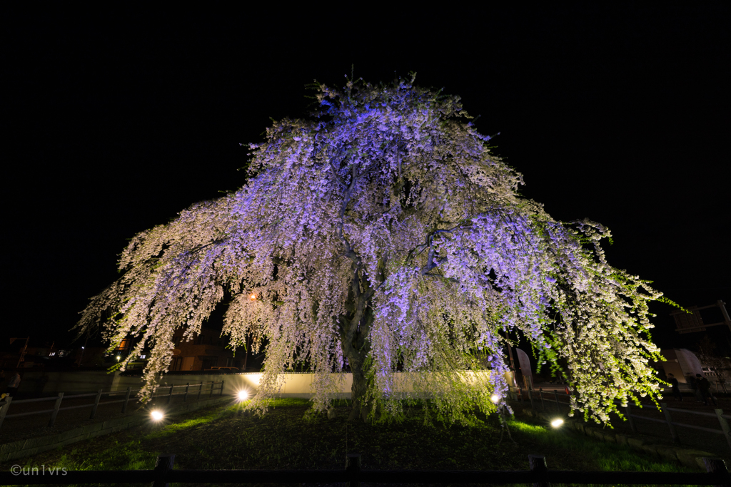 しだれ桜 そのなな。