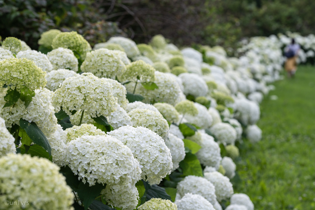 白い紫陽花 そのに。