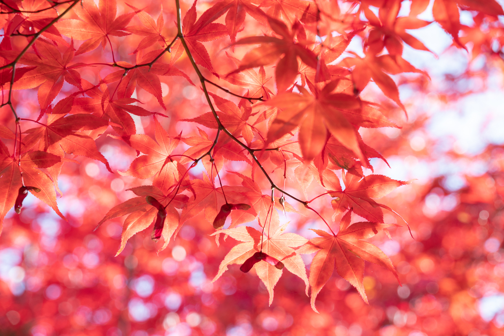 樹芸センターで紅葉 そのよん。