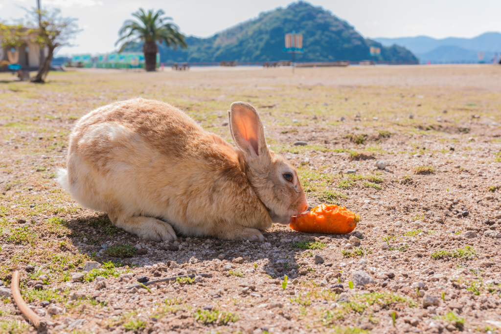 もぐもぐもぐもぐ。