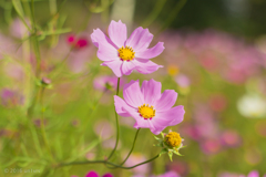 秋桜。