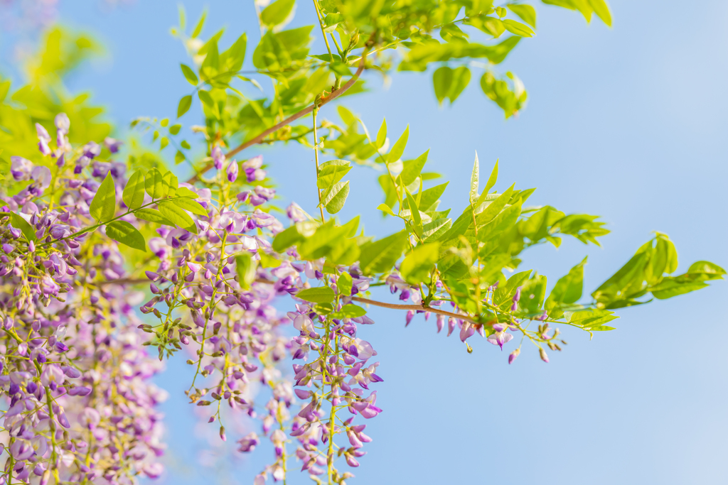 藤の花 そのいち。