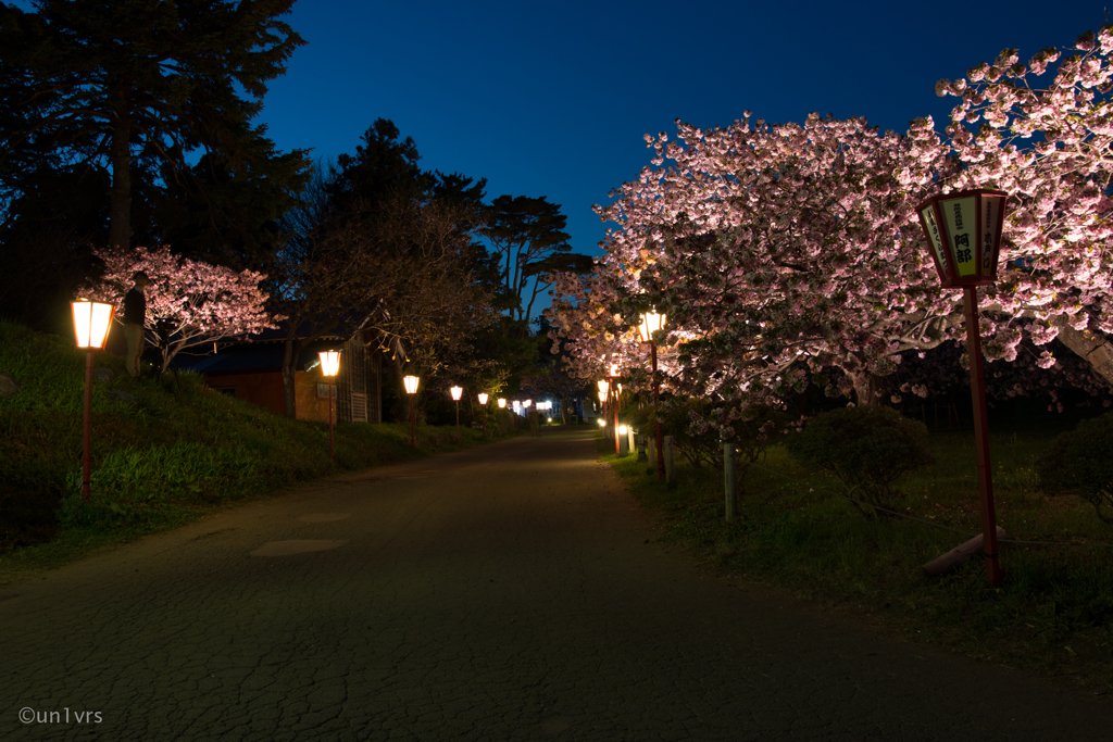 桜小道。