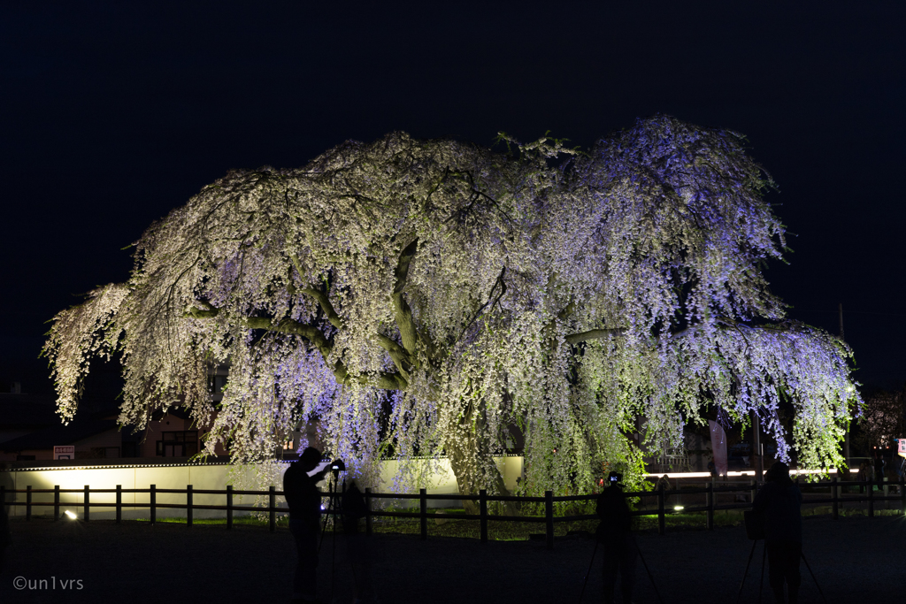 しだれ桜 そのご。