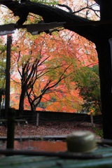 天祖神社の紅葉