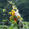 雨の日に