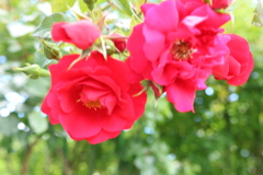 花の都公園1