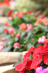 花の都公園2