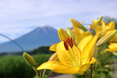 贅沢な背景