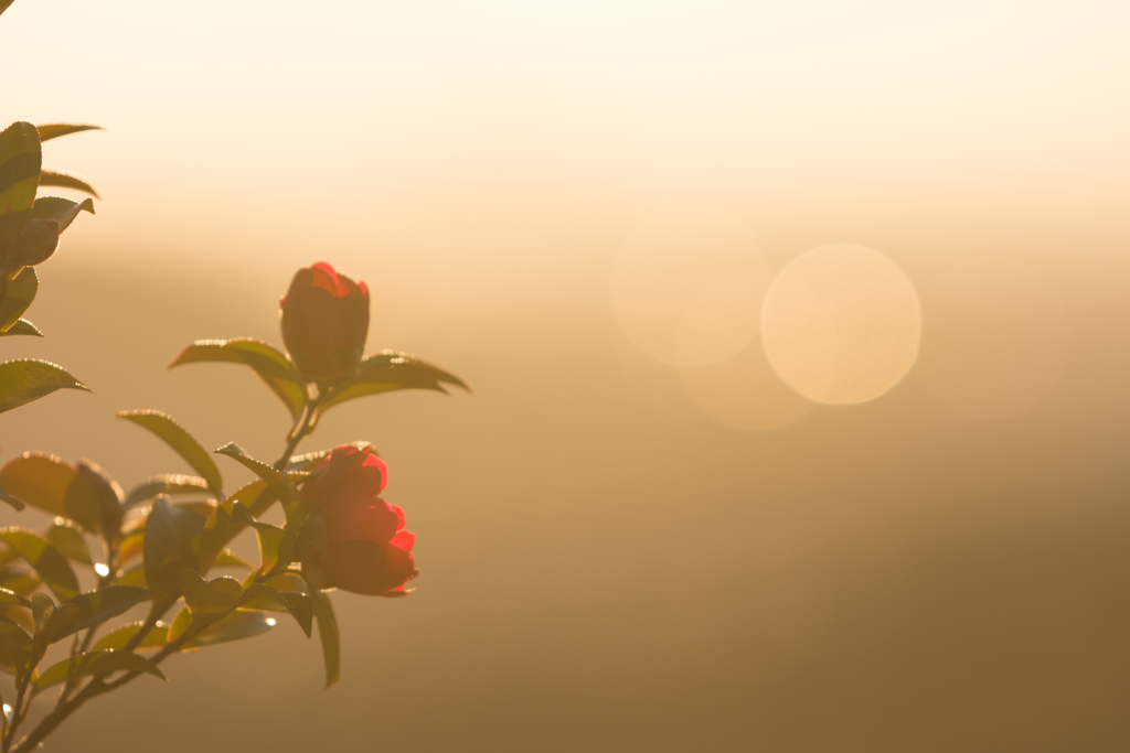 山茶花の咲くころ