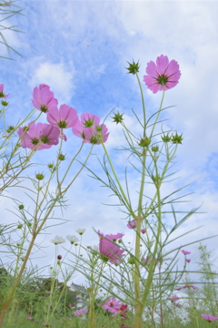 秋晴れを求めて