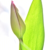 蕾