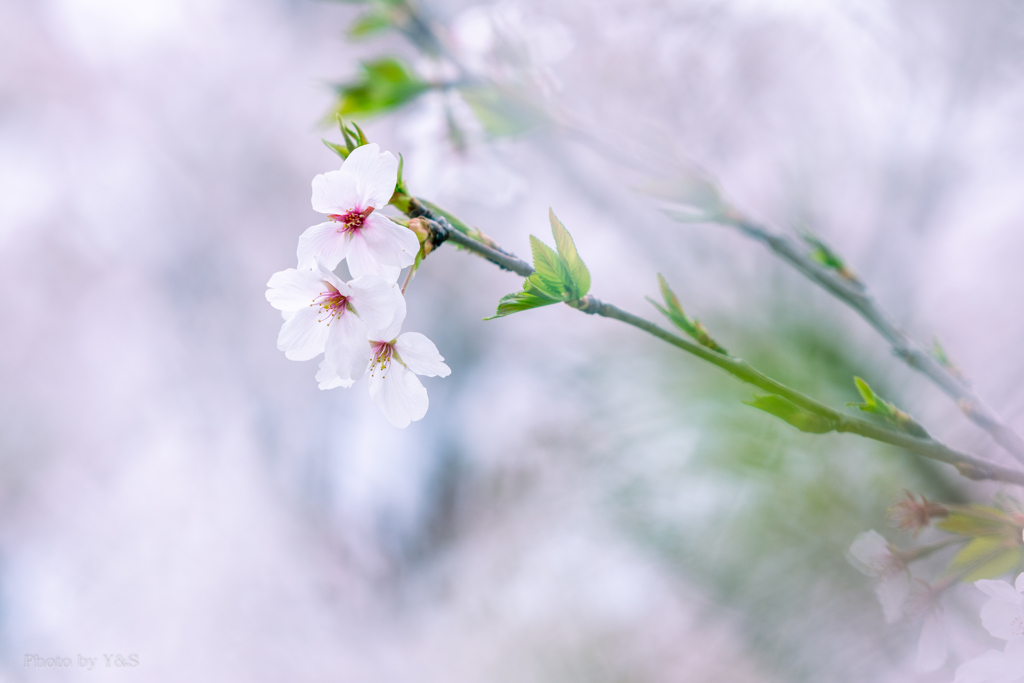 若葉桜