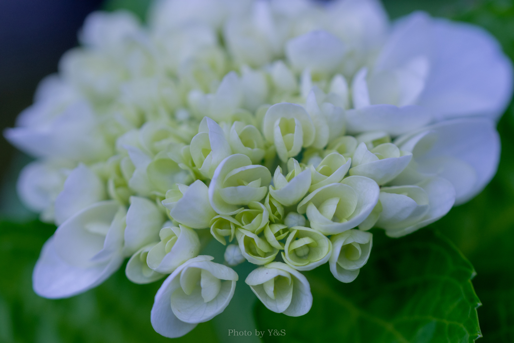 時を戻そう 〜梅雨に咲く花〜