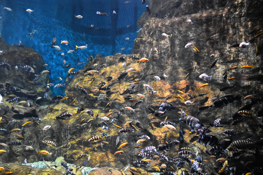 淡水魚の楽園