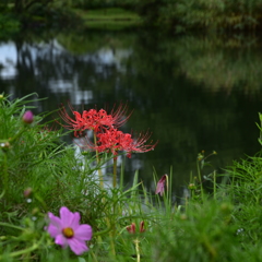 秋の花