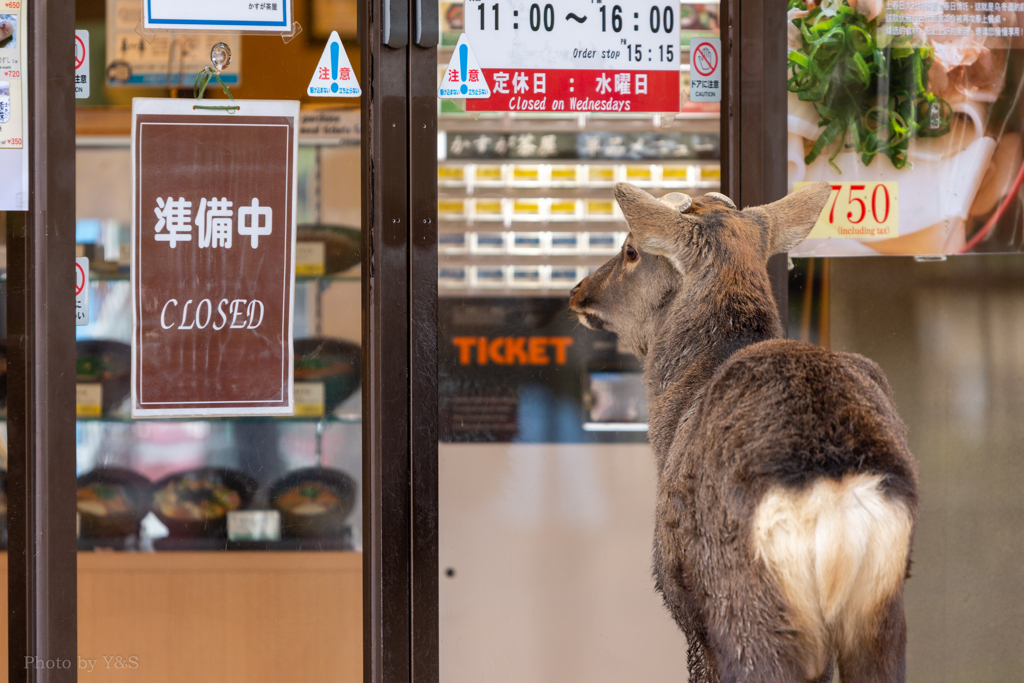 なんや…まだ開いてないんかい…