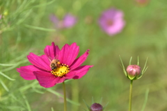 花粉だんごを携えて