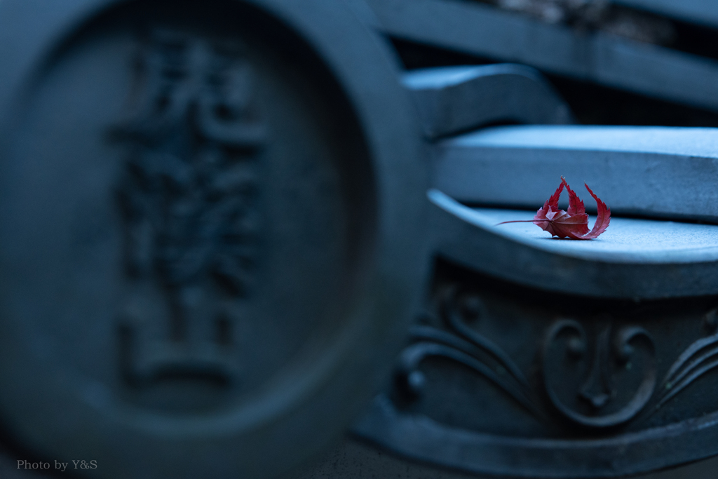 落葉