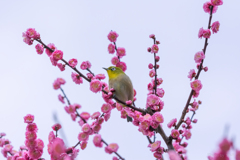 春はすぐそこ