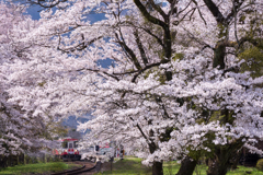 春鉄 ～桜駅～