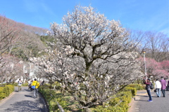 梅の路