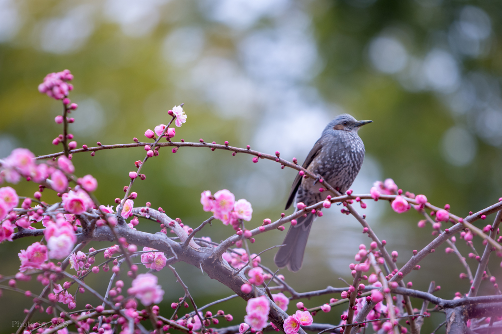 花鳥風月